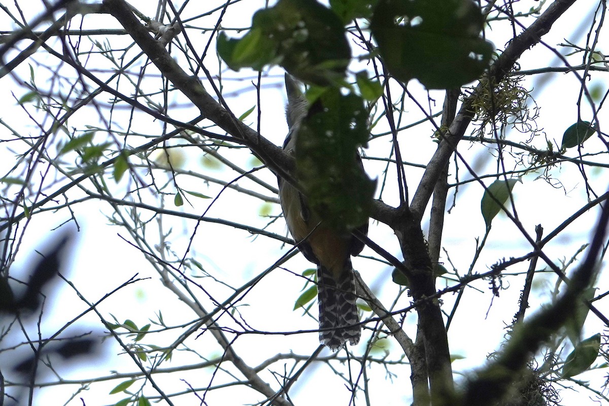 Spot-backed Antshrike - ML623079205