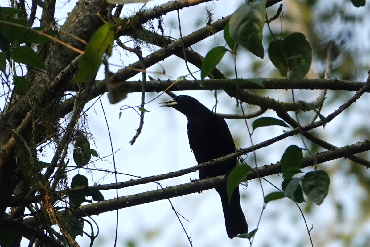 Red-rumped Cacique - ML623079208