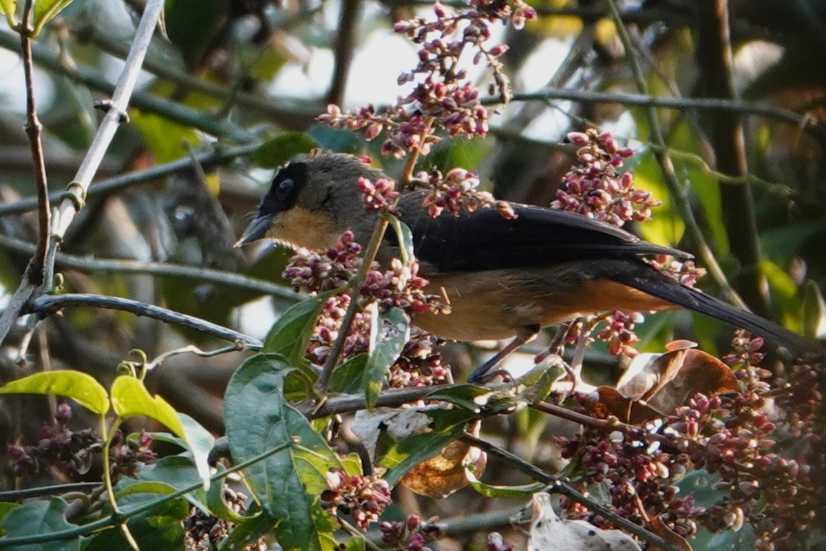 Black-goggled Tanager - ML623079213