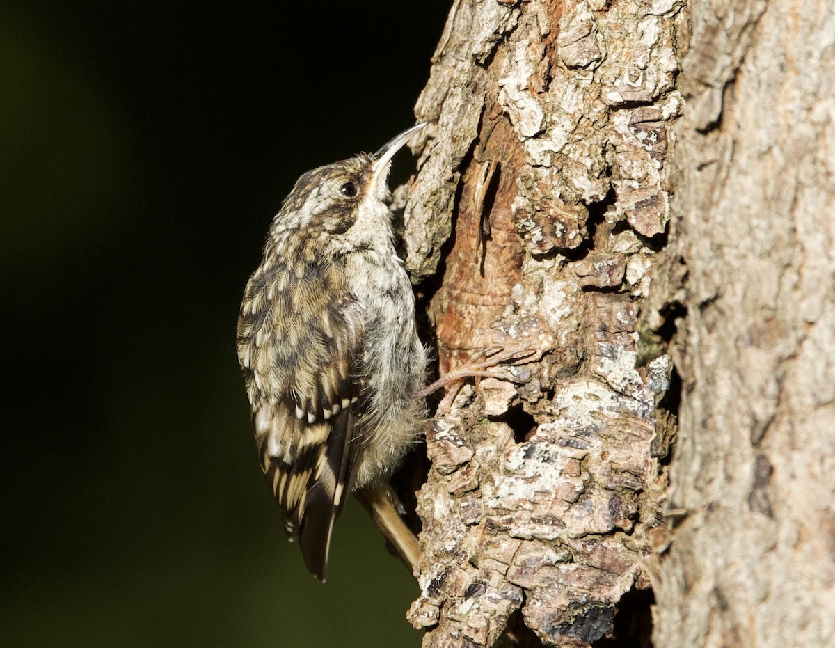 Brown Creeper - ML623079225