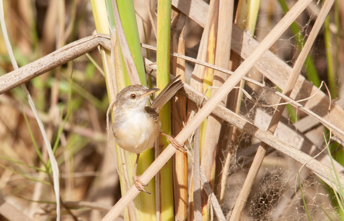 River Prinia - ML623079290