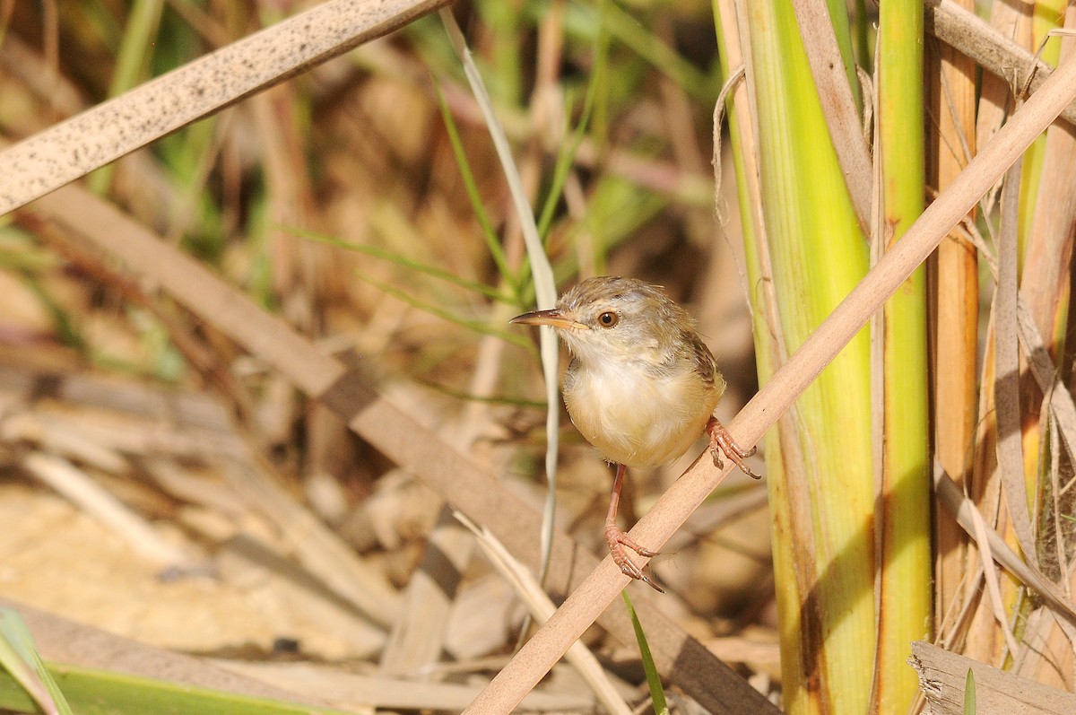 River Prinia - Augusto Faustino