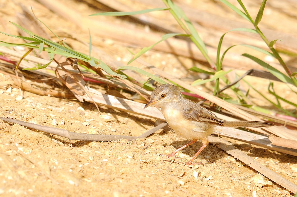 River Prinia - ML623079292