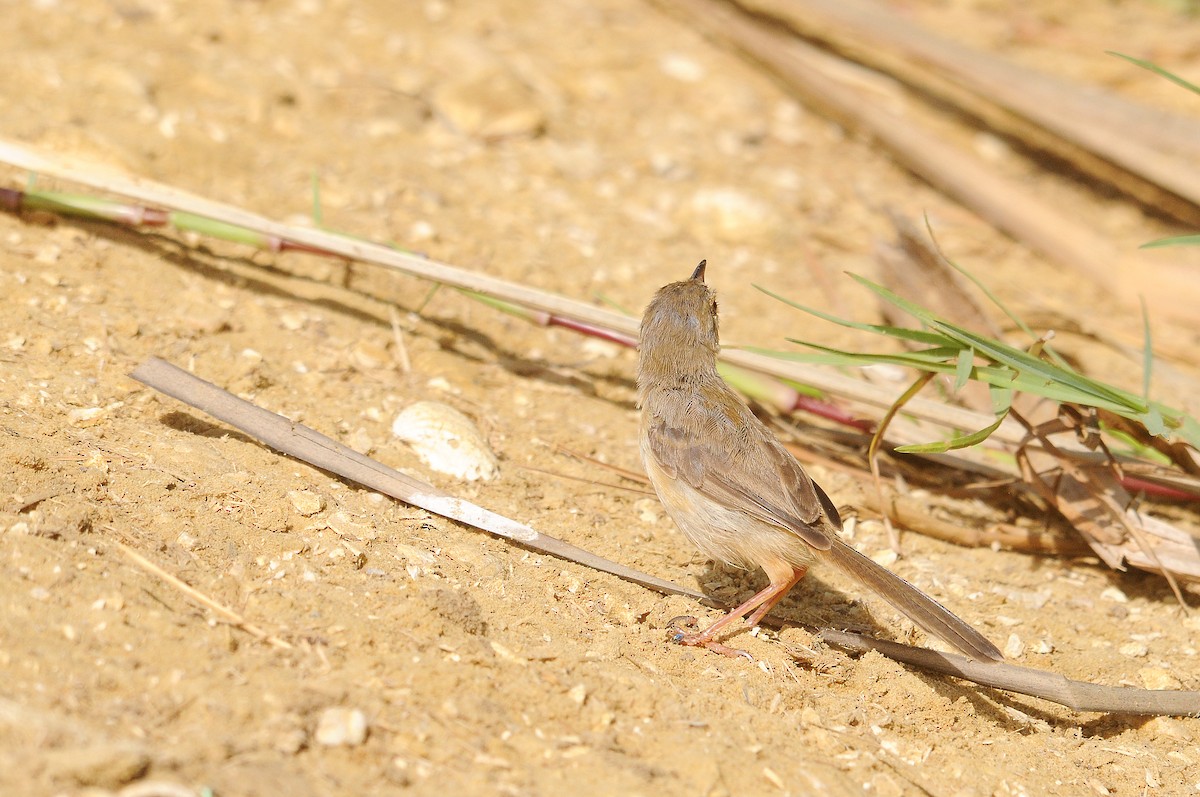 River Prinia - ML623079293