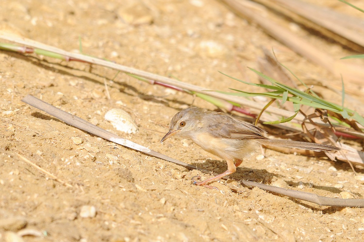 River Prinia - ML623079294