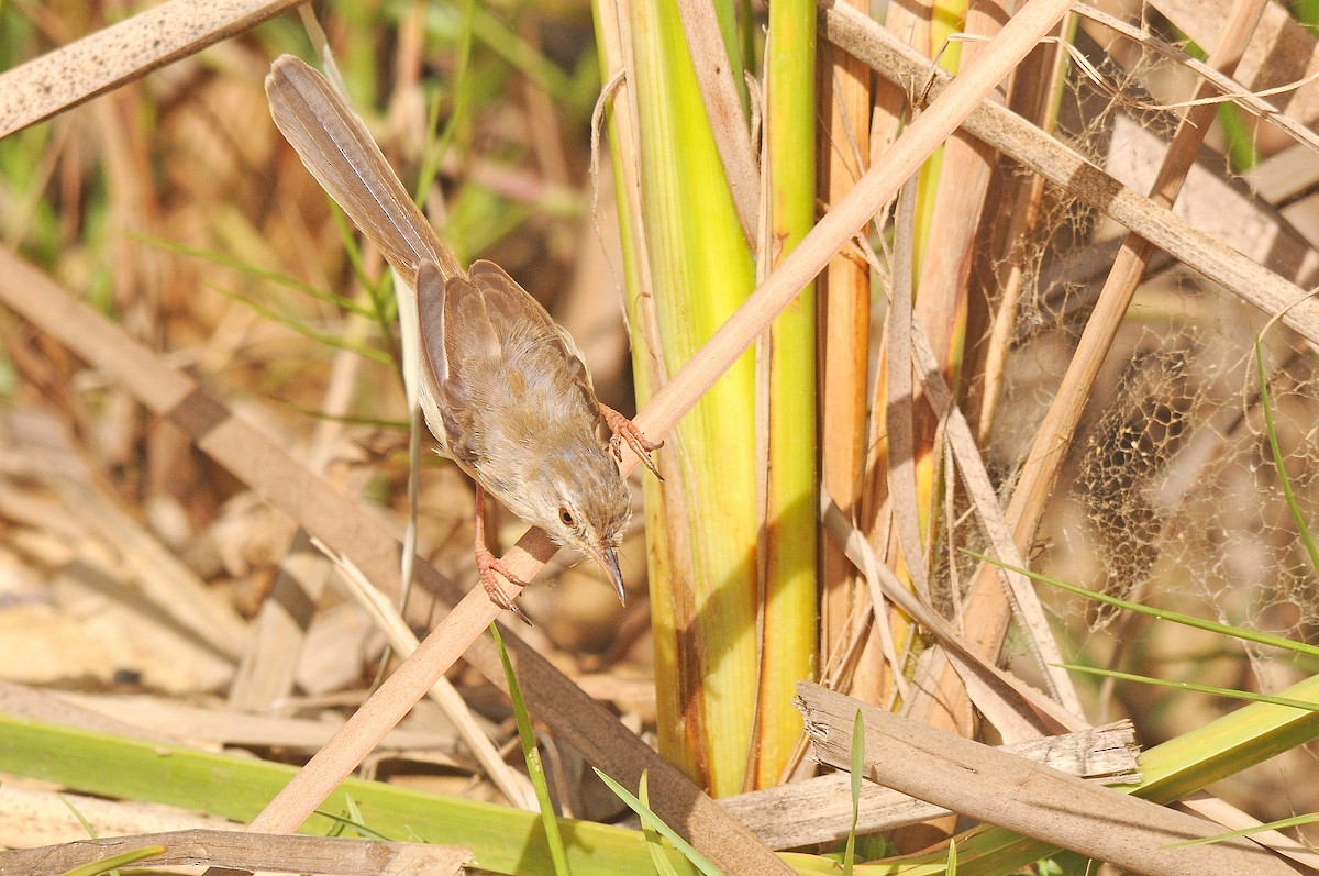 River Prinia - ML623079295