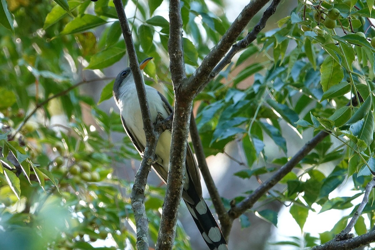 Yellow-billed Cuckoo - deborah grimes