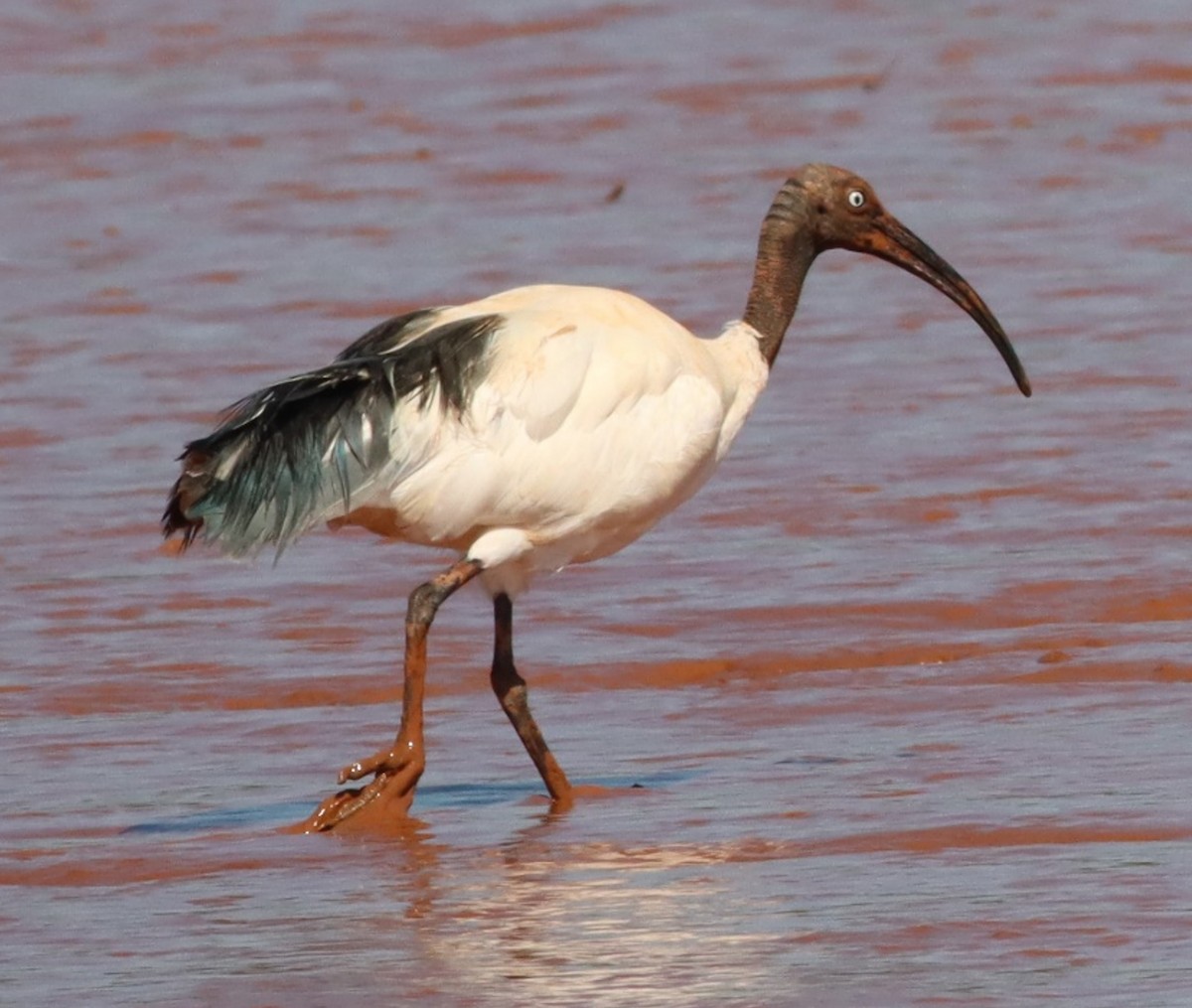 Malagasy Sacred Ibis - ML623079355