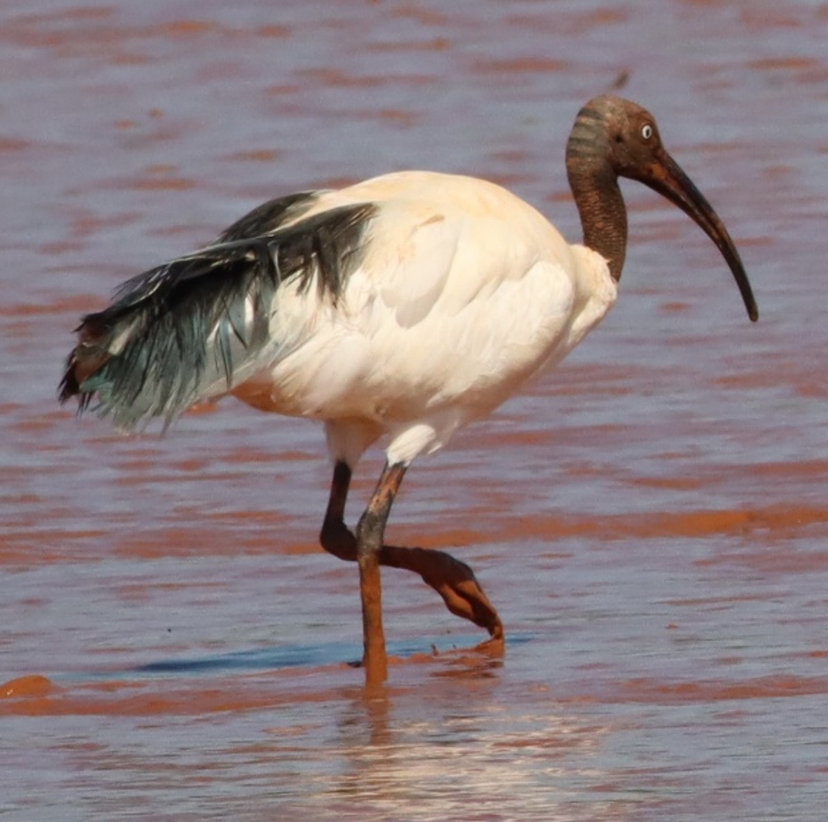 Malagasy Sacred Ibis - ML623079358