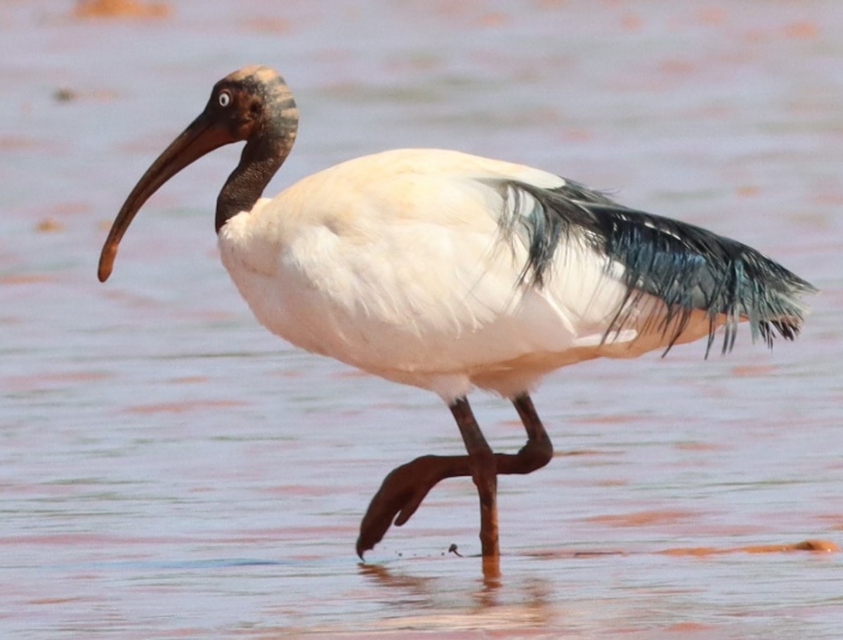 Malagasy Sacred Ibis - ML623079359