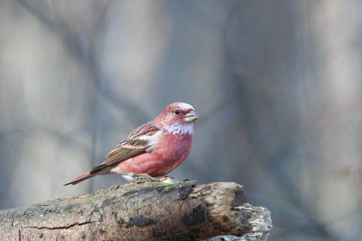 Pallas's Rosefinch - ML623079362