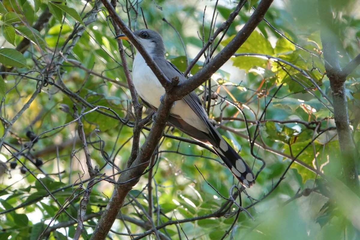 Yellow-billed Cuckoo - ML623079363