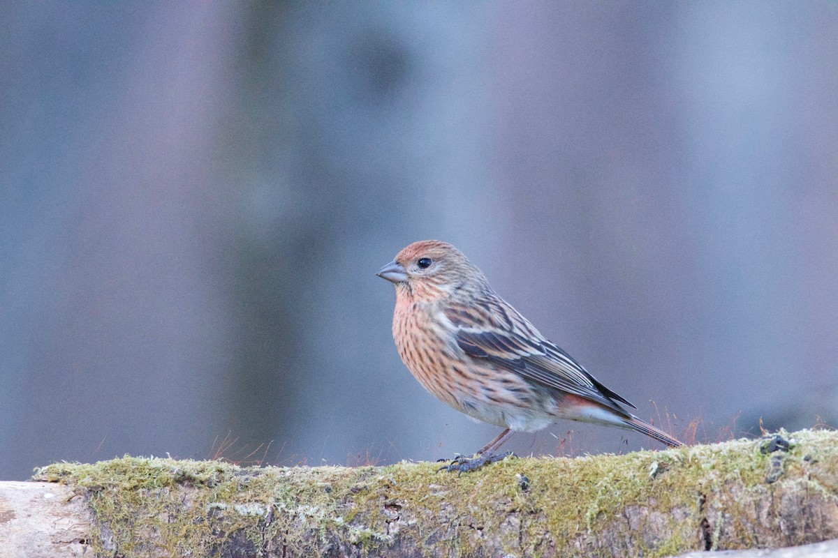 Pallas's Rosefinch - ML623079364