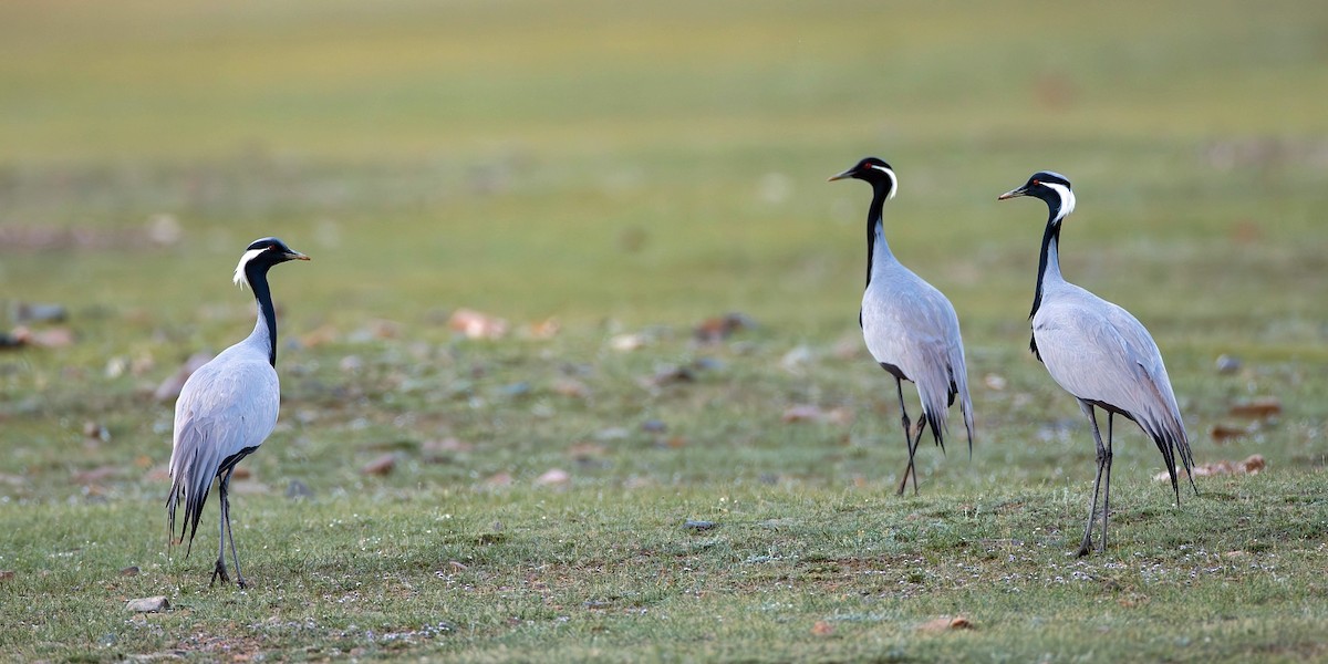 Demoiselle Crane - ML623079376