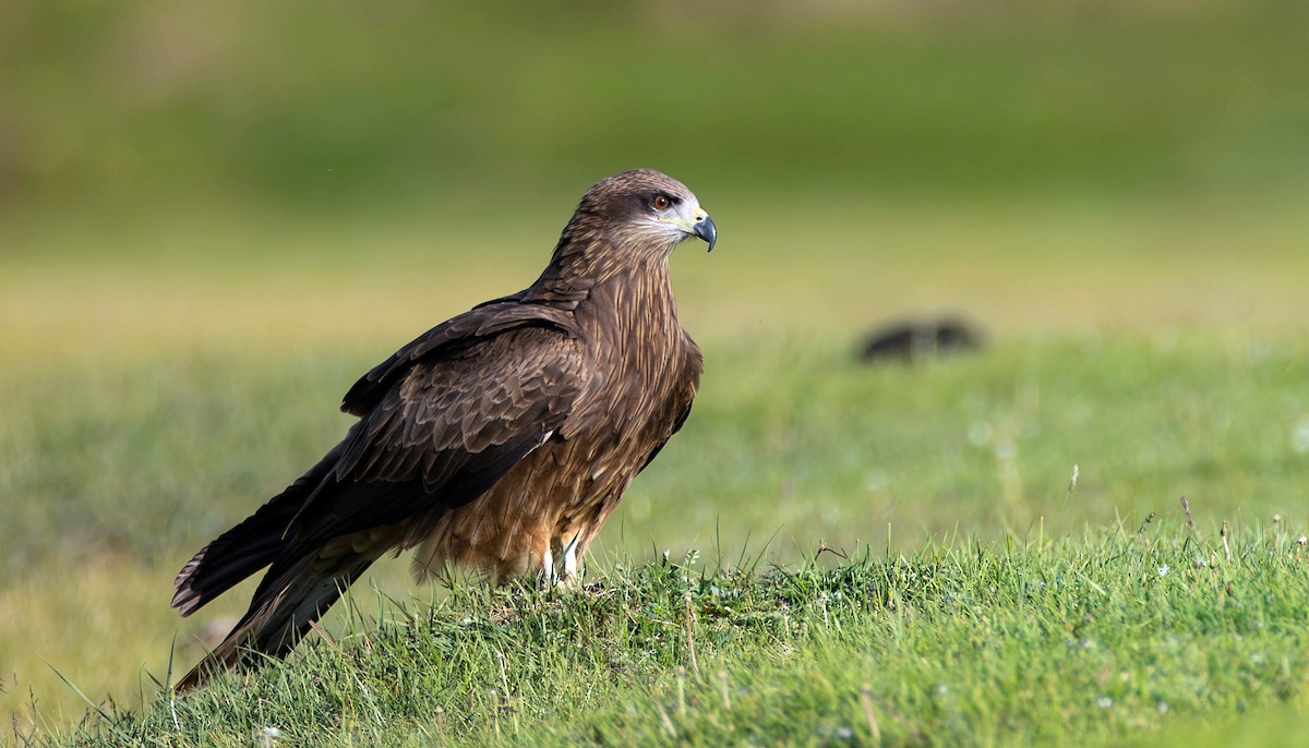 Black Kite (Black-eared) - ML623079413