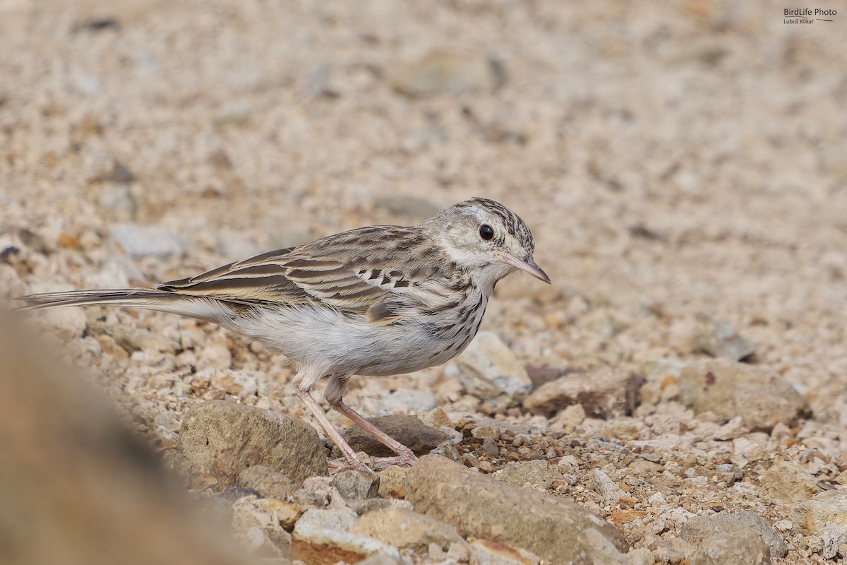 Berthelot's Pipit - ML623079419