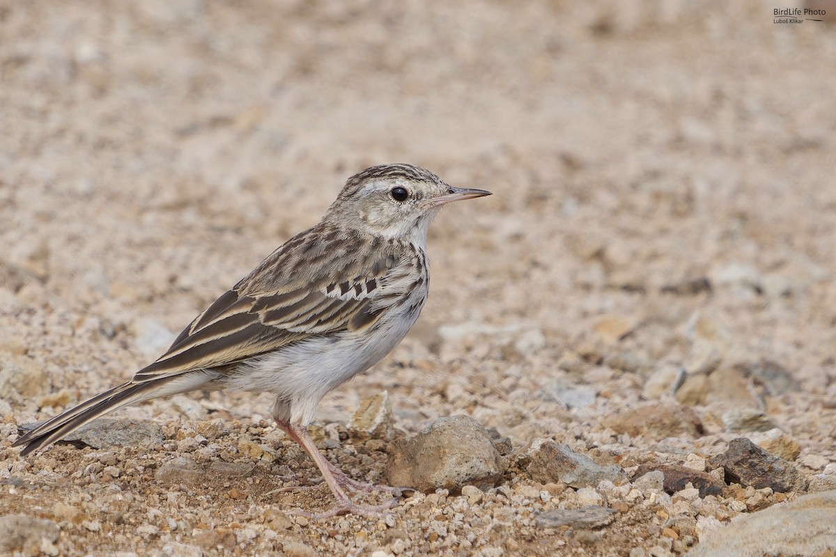 Berthelot's Pipit - ML623079420