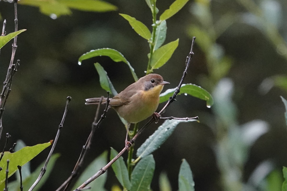 Common Yellowthroat - ML623079504