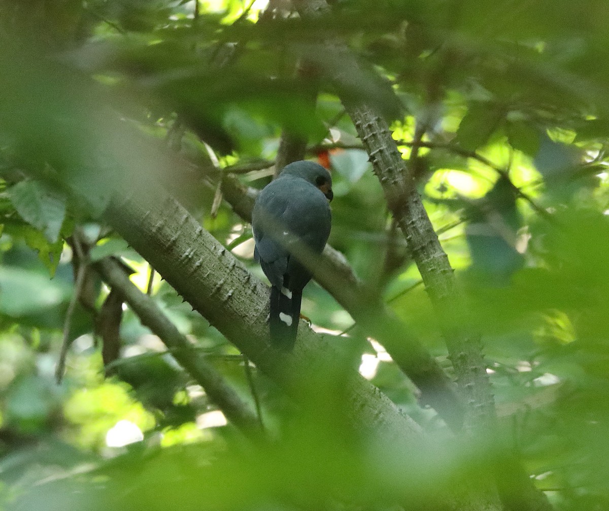 Spot-tailed Goshawk - ML623079509