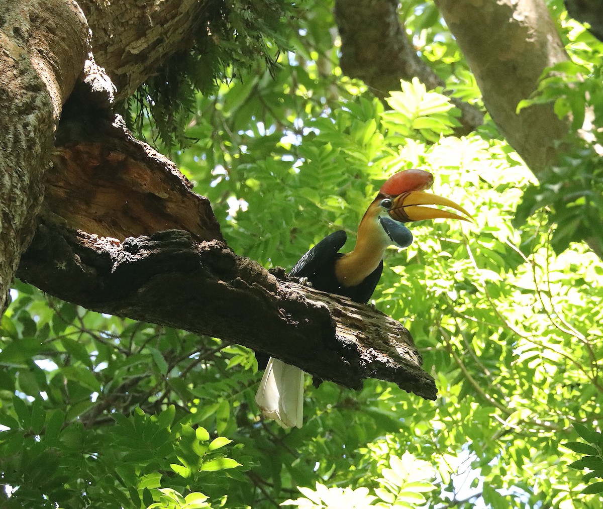 Knobbed Hornbill - ML623079580