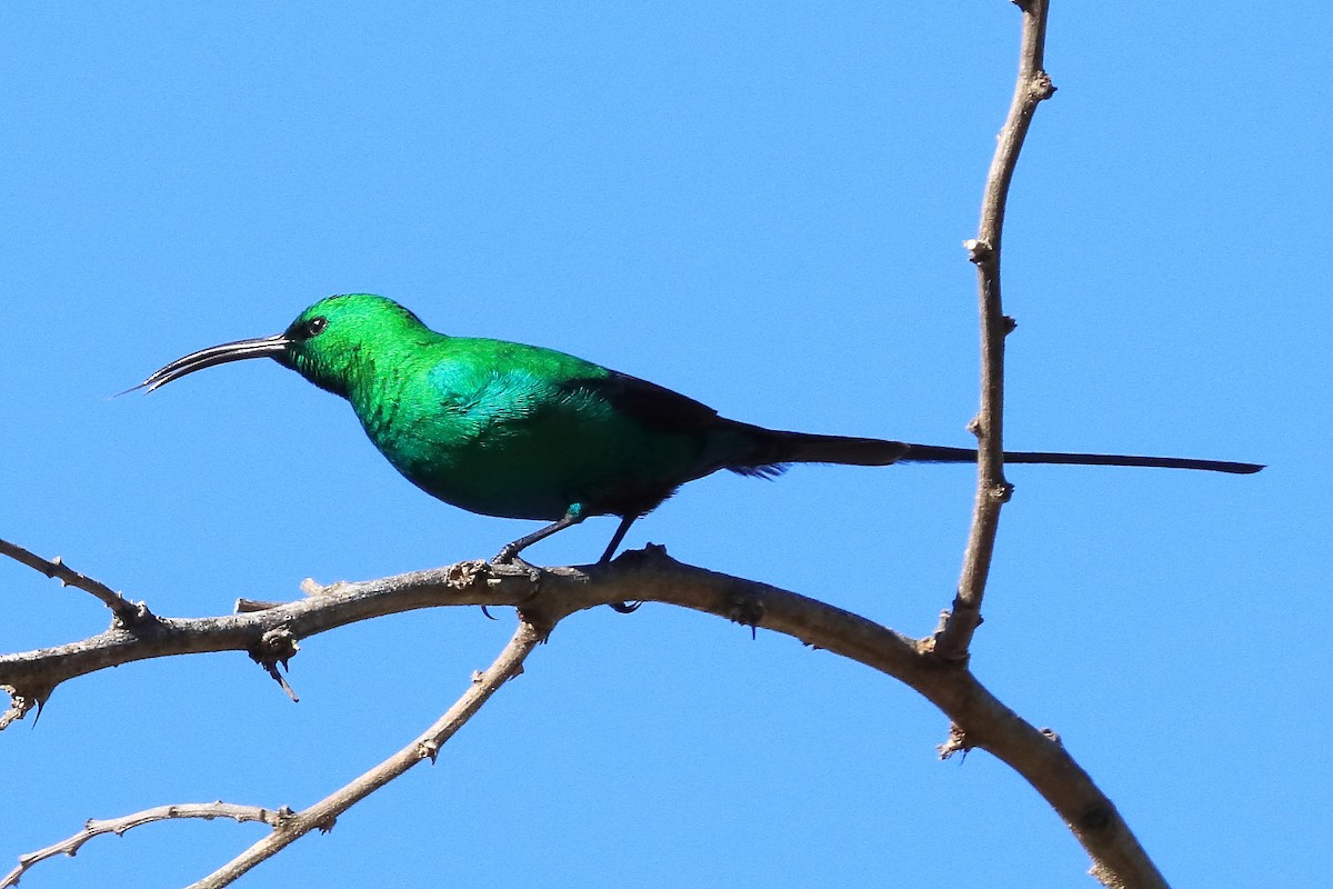 Malachite Sunbird - Vincent Van Den Nouland