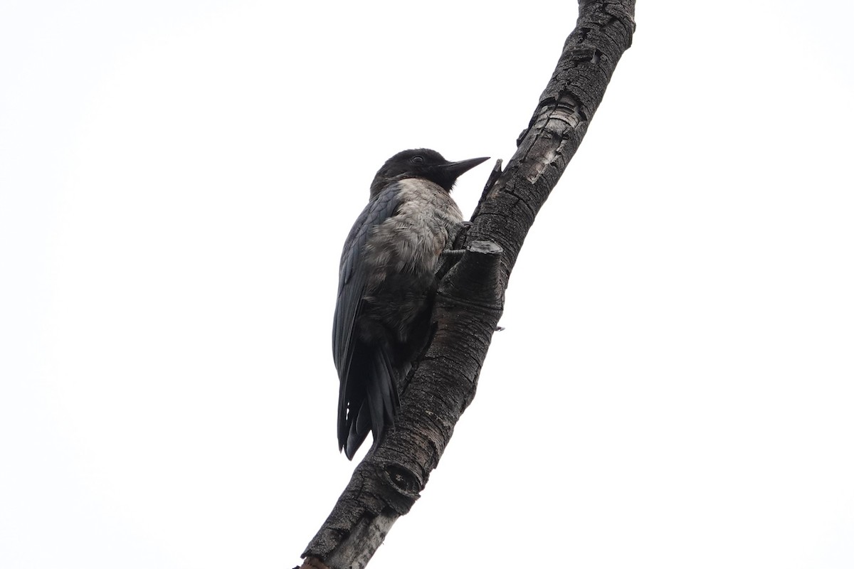 Lewis's Woodpecker - ML623079648