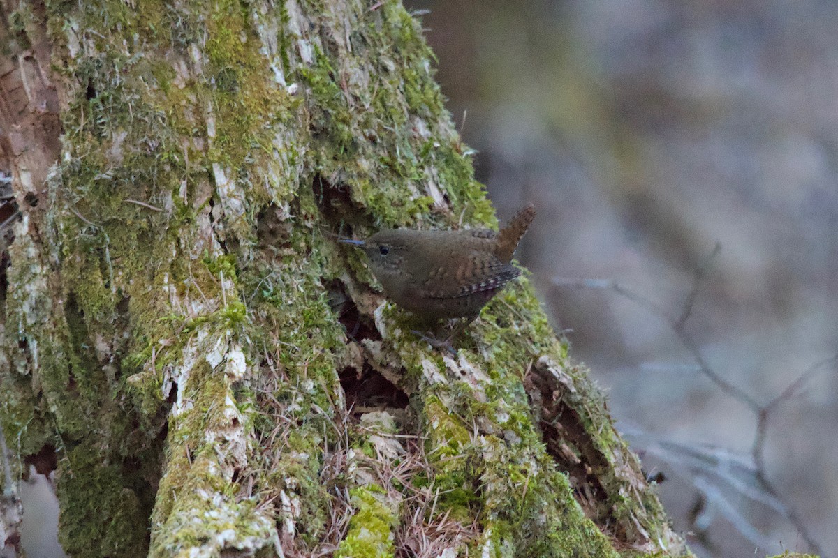 Eurasian Wren - ML623079650