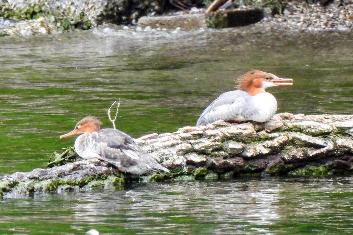 Common Merganser - ML623079654