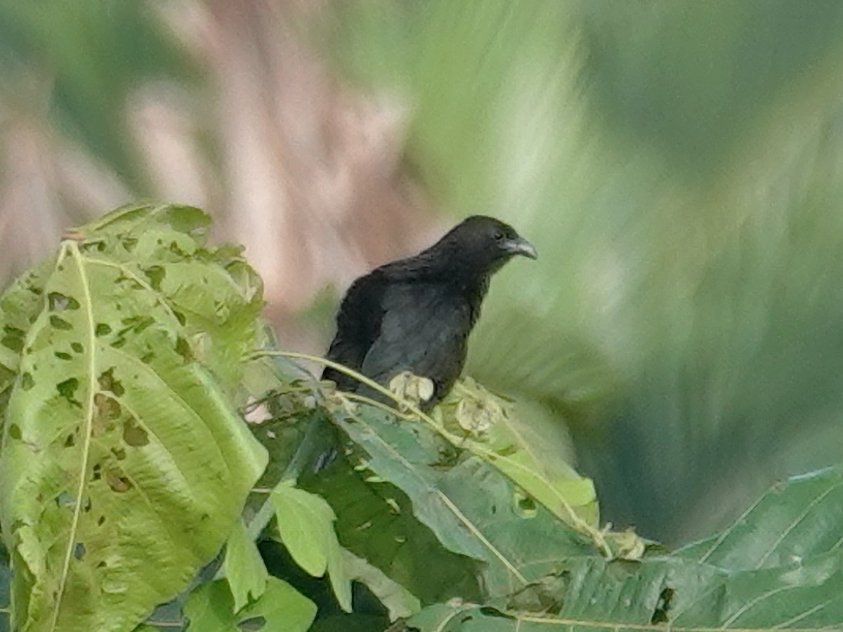 Lesser Black Coucal - ML623079692