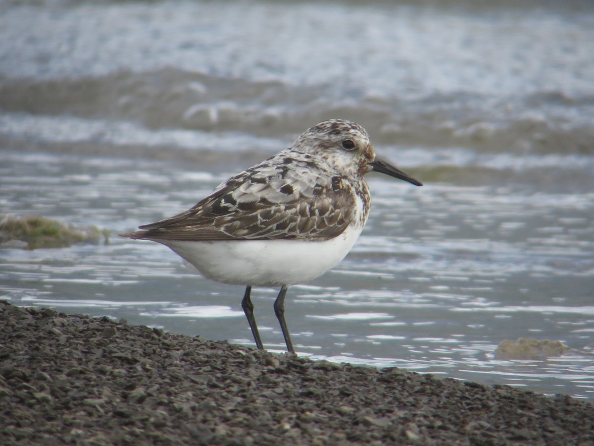 Sanderling - ML623079707