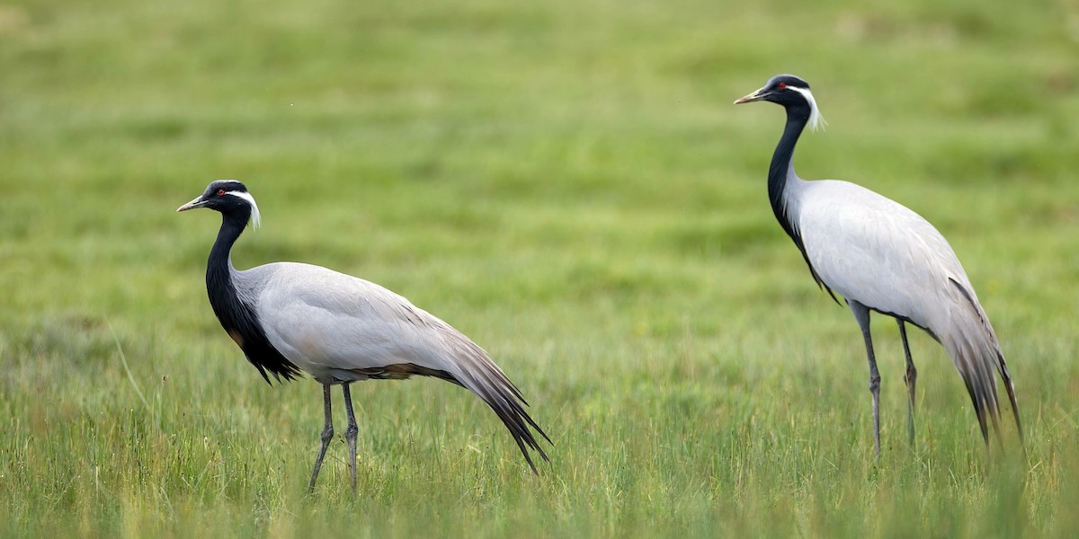 Demoiselle Crane - ML623079780