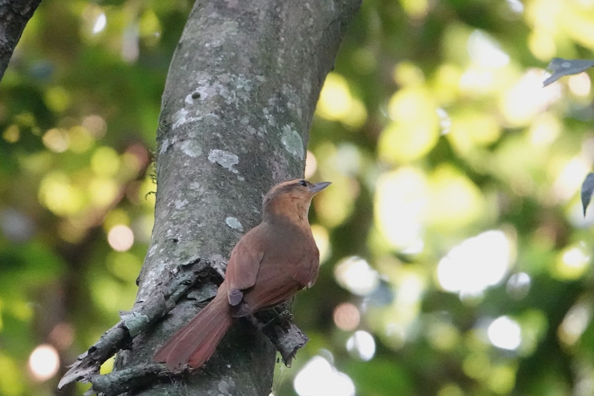 Ochre-breasted Foliage-gleaner - ML623079800