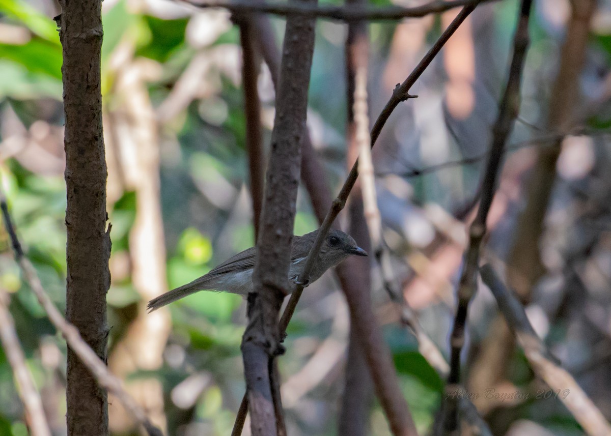 Mangrove Whistler - ML623079840