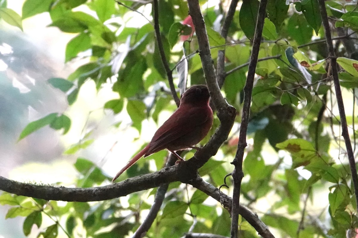 Red-crowned Ant-Tanager - ML623079849