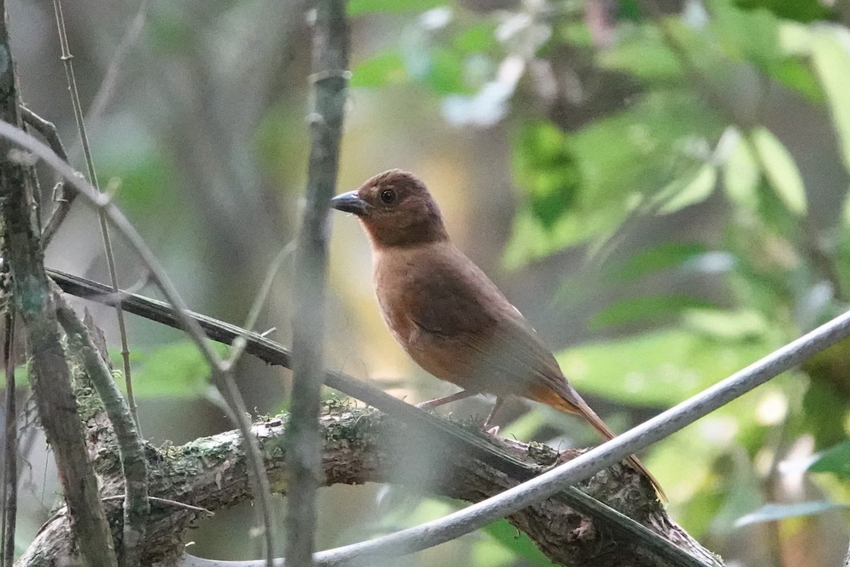 Red-crowned Ant-Tanager - ML623079855