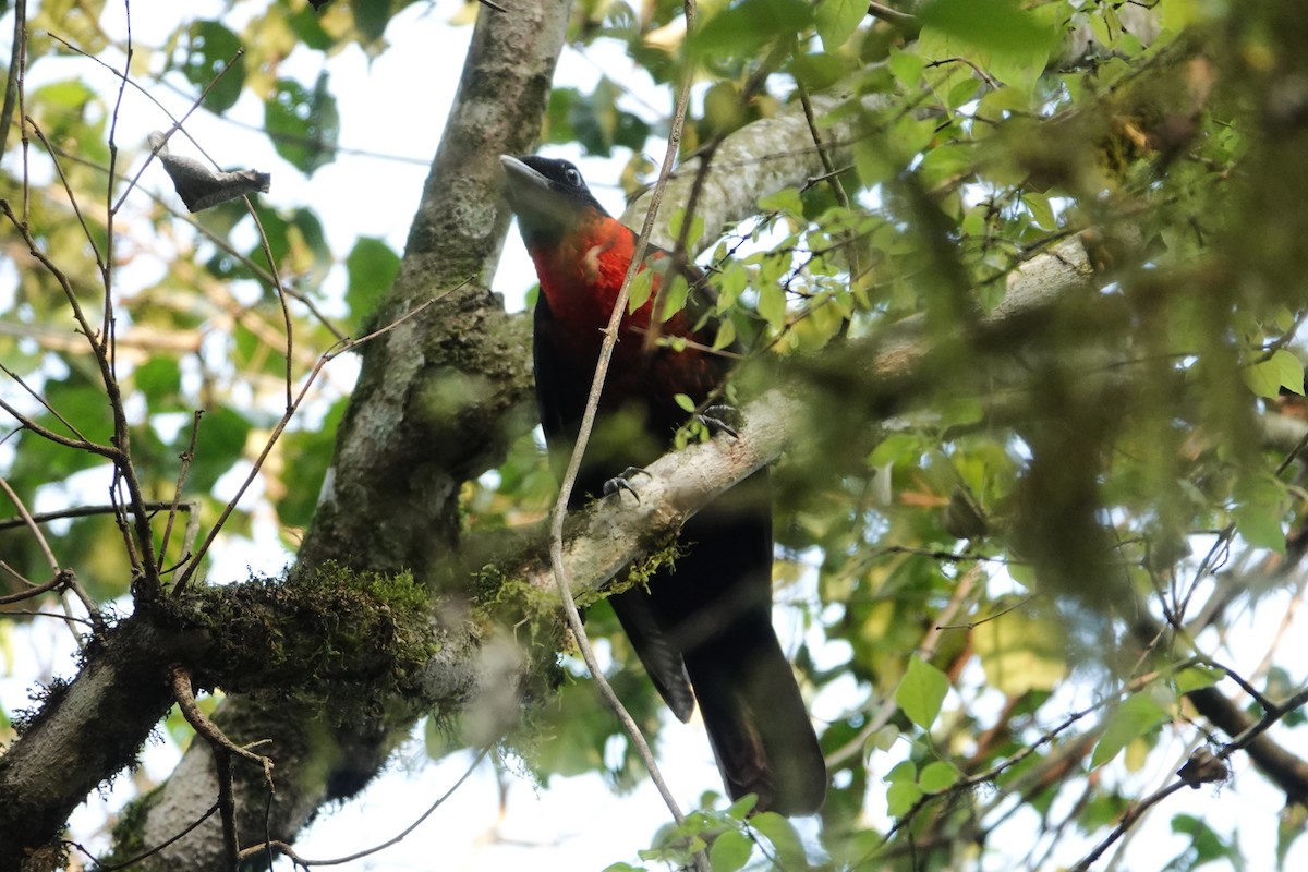 Red-ruffed Fruitcrow - ML623079871