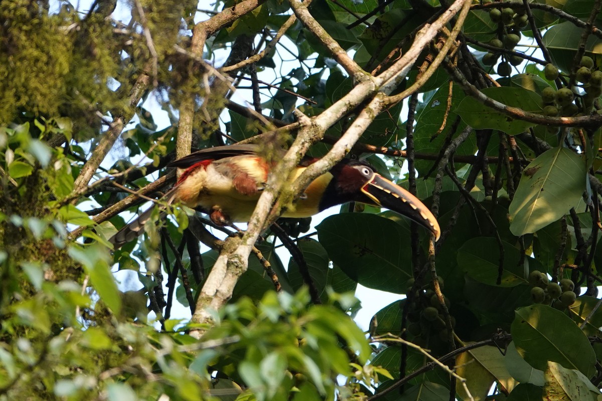 Chestnut-eared Aracari - ML623079876