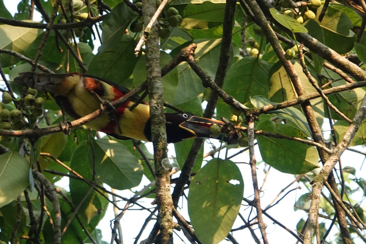 Chestnut-eared Aracari - ML623079878