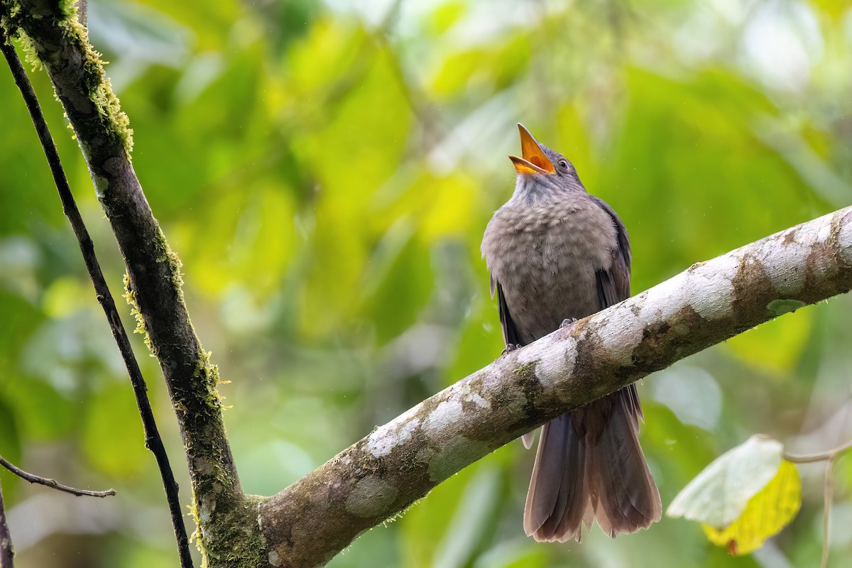 Cinnamon-vented Piha - ML623079884