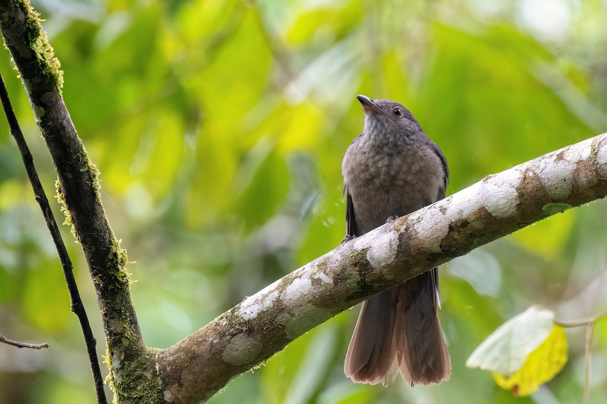 Cinnamon-vented Piha - ML623079885