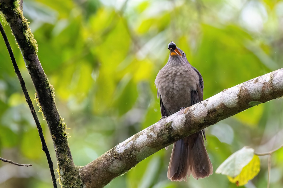 Cinnamon-vented Piha - ML623079886