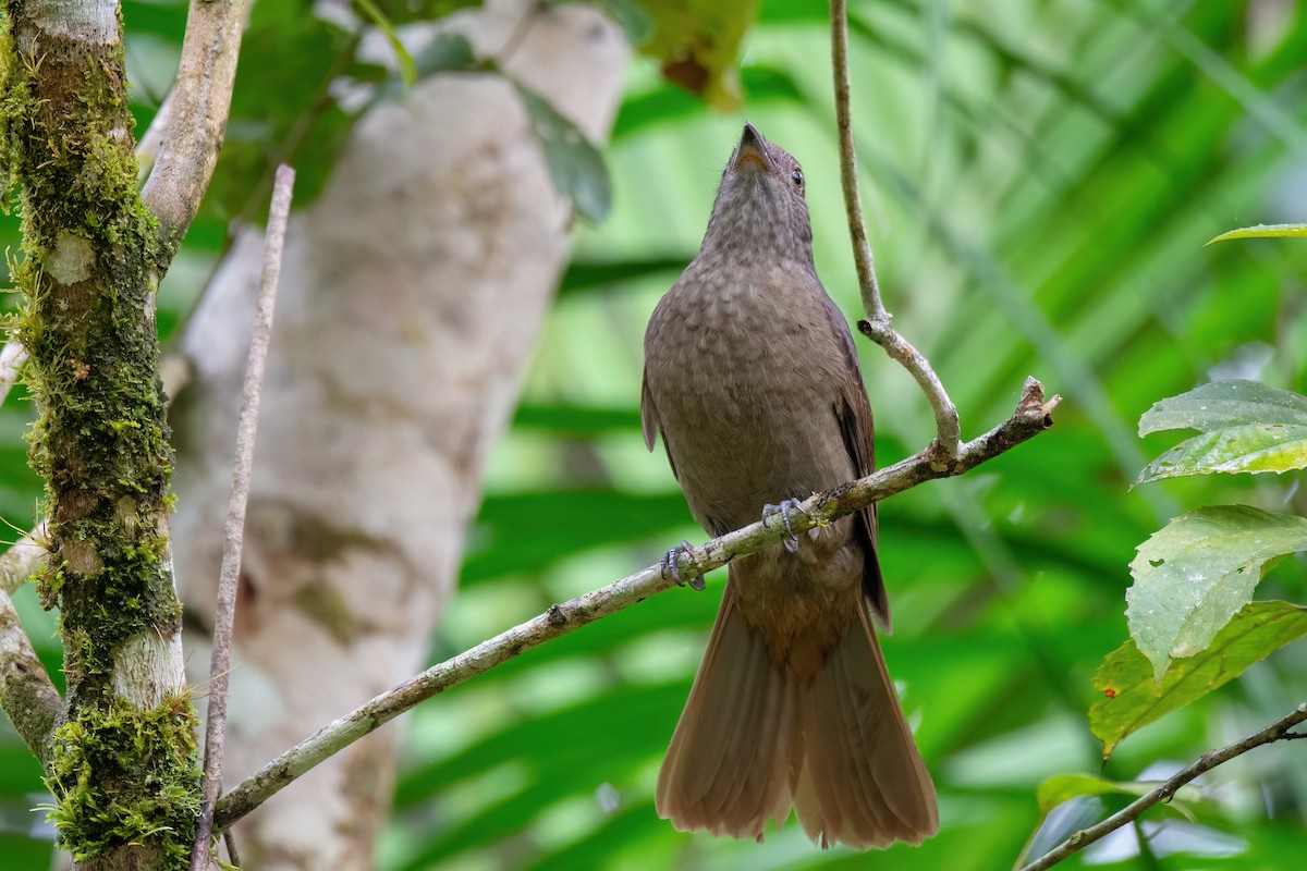 Cinnamon-vented Piha - ML623079887