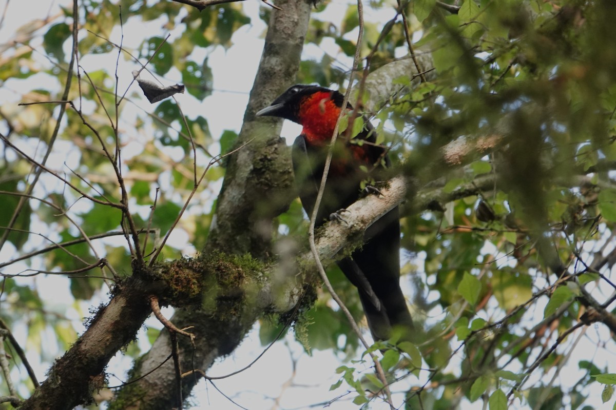 Red-ruffed Fruitcrow - ML623079888