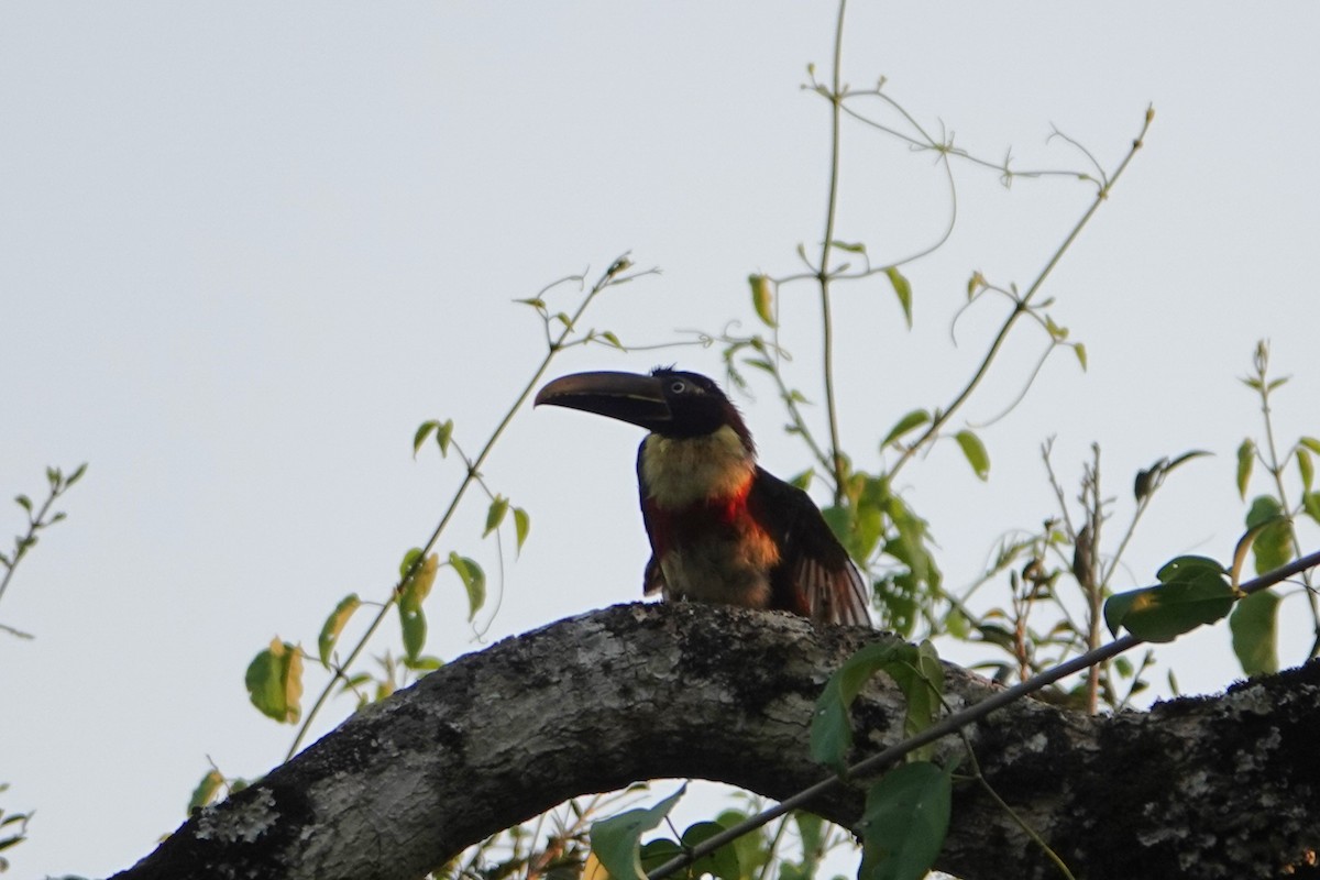 Chestnut-eared Aracari - ML623079896