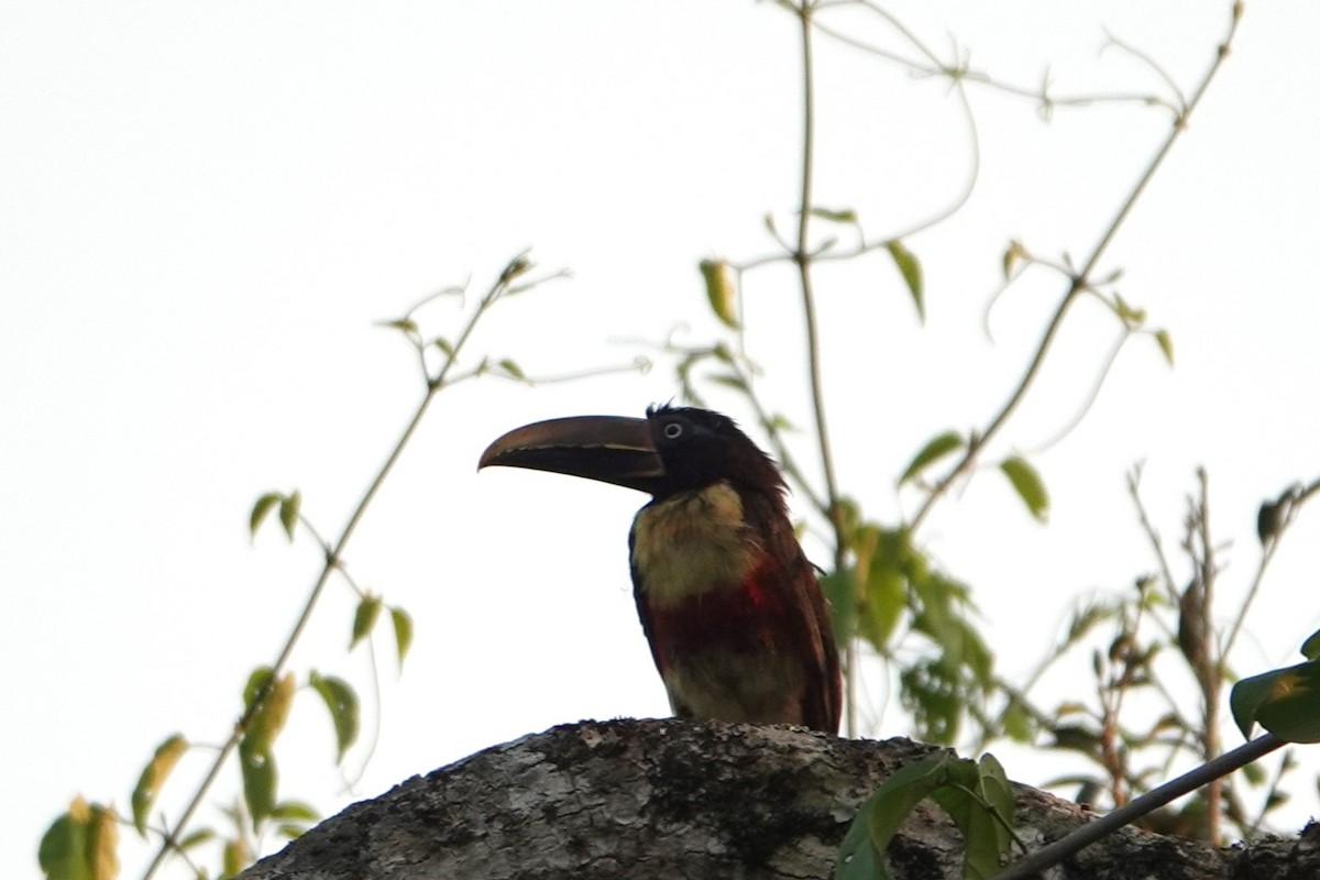 Chestnut-eared Aracari - ML623079897