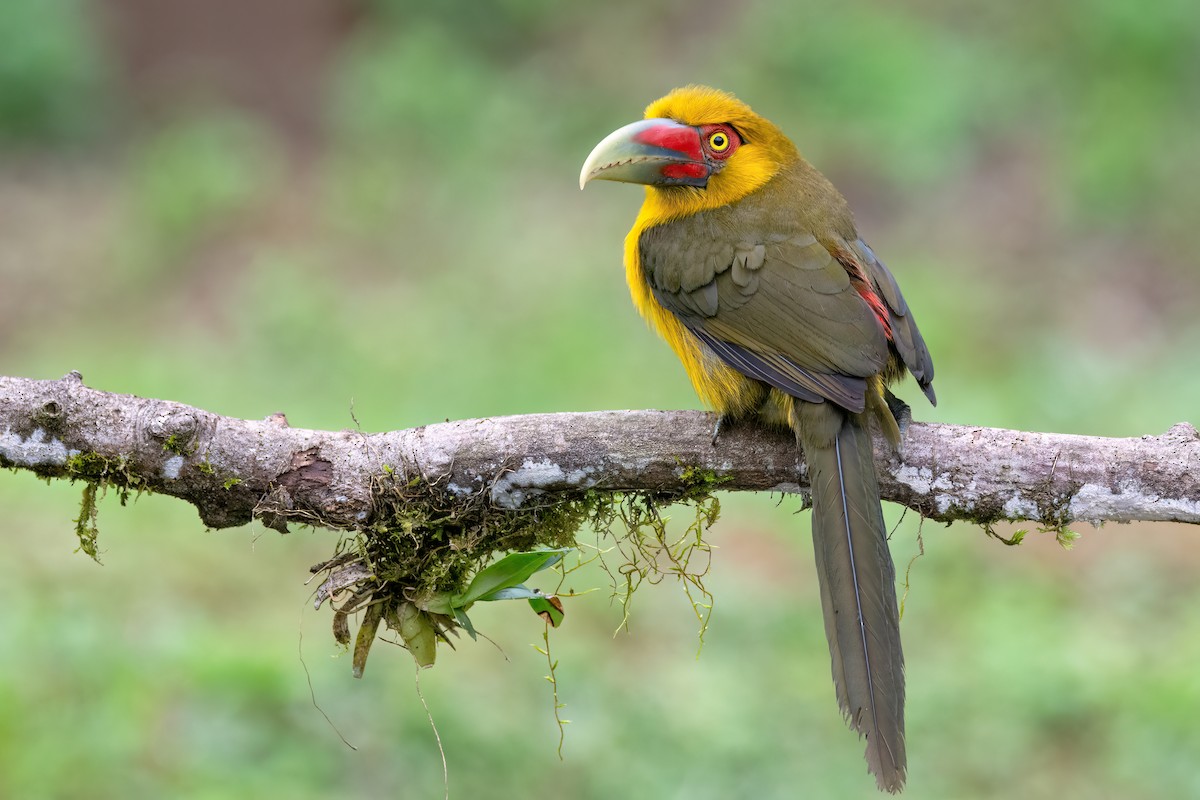 Saffron Toucanet - ML623079902