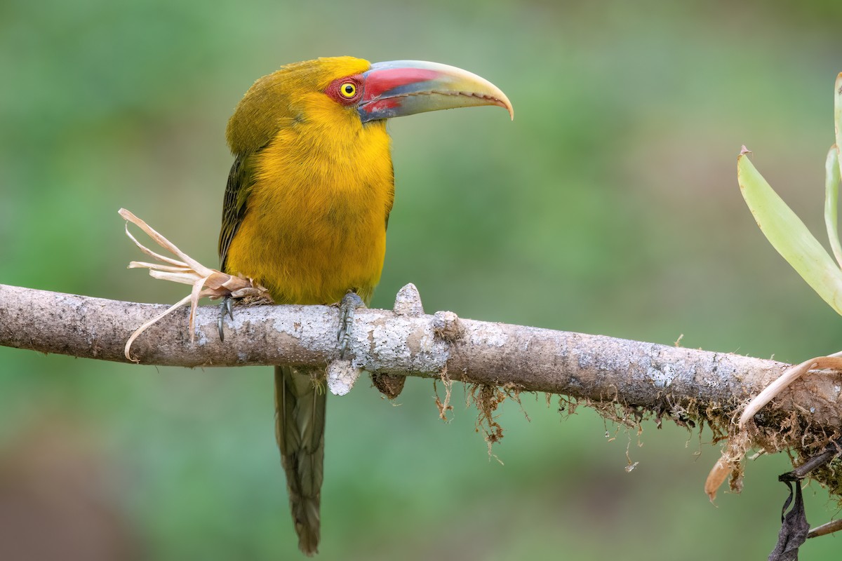 Saffron Toucanet - ML623079903