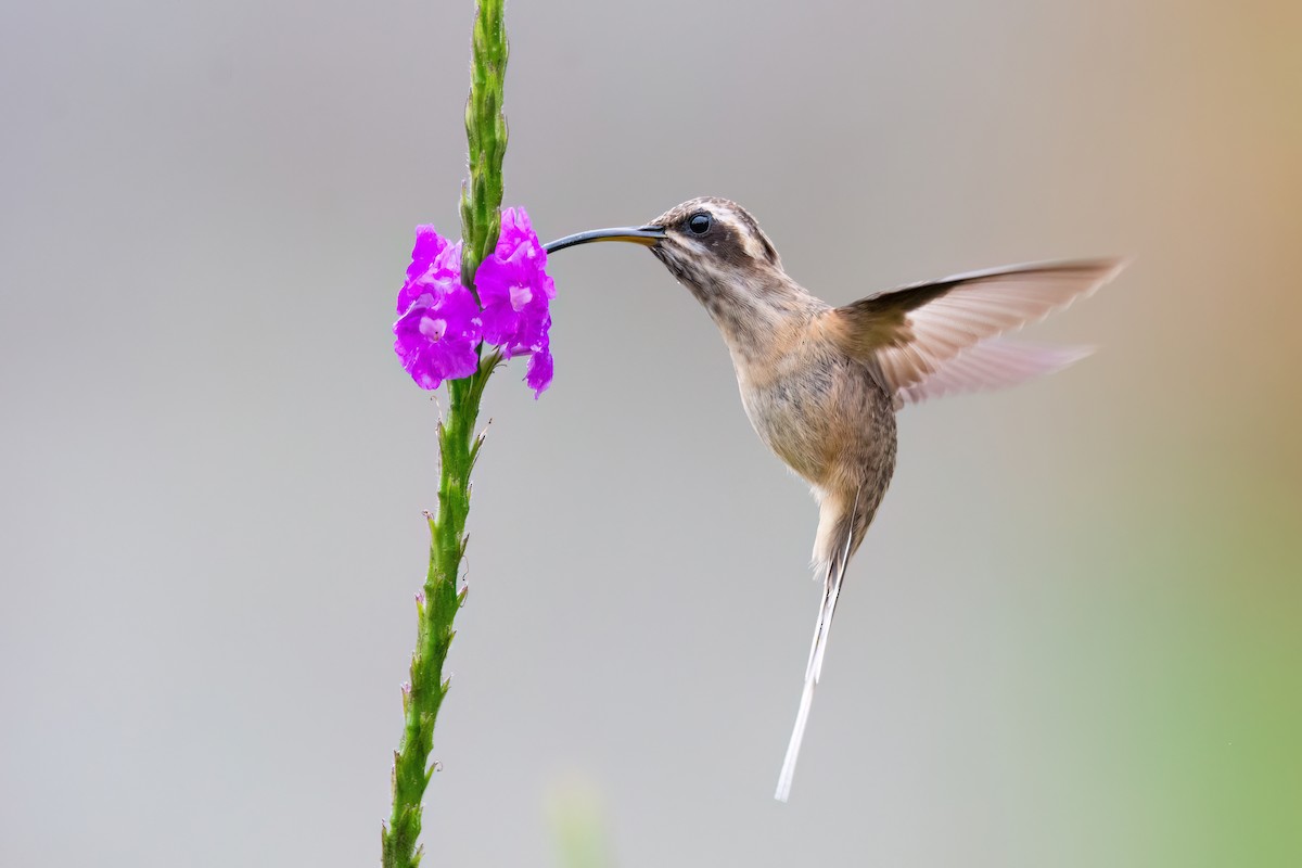 Dusky-throated Hermit - ML623079910