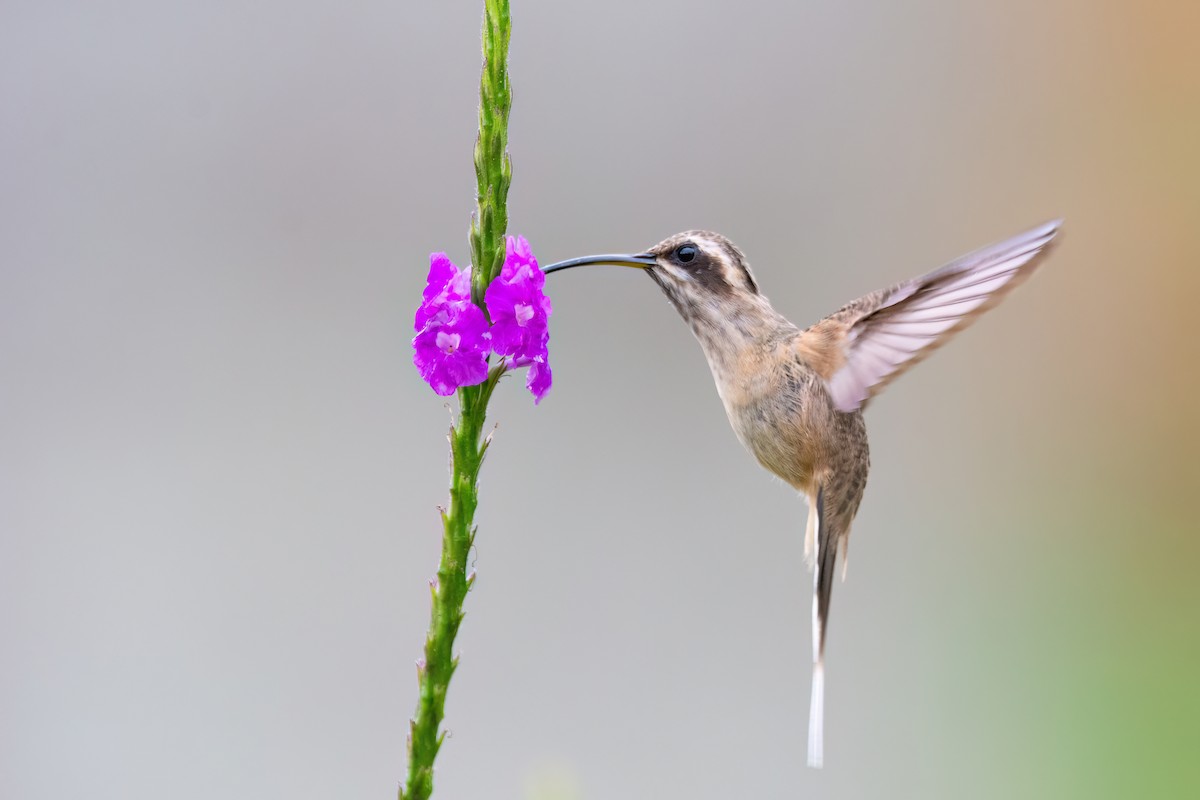 Dusky-throated Hermit - ML623079911