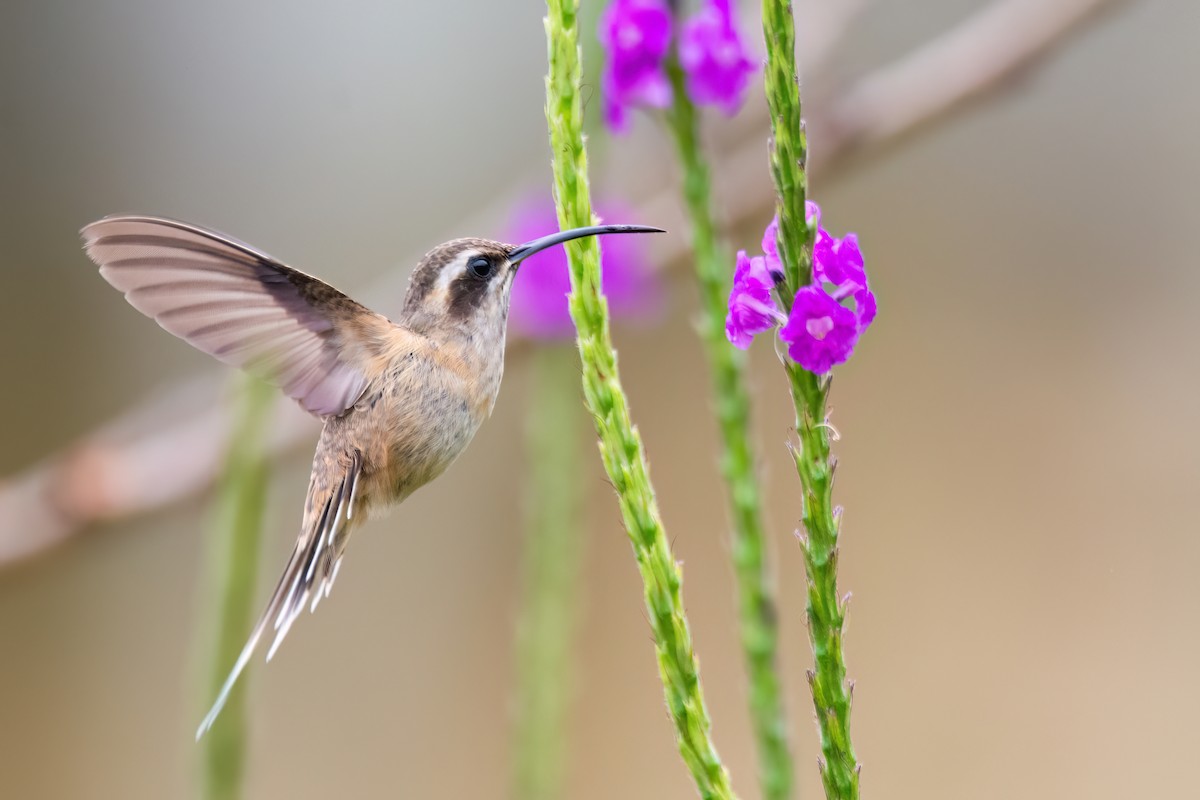 Dusky-throated Hermit - ML623079912